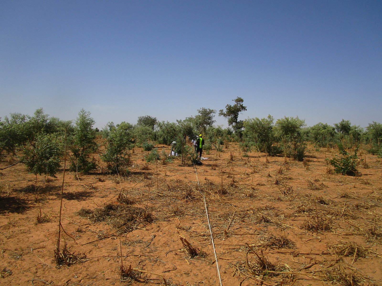 Read more about the article Effets de la restauration des terres sur la biodiversité et les services écosystémiques des sols dans la zone de la Grande Muraille Verte au Niger